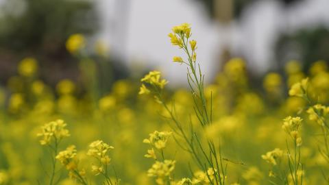 Mustard flower